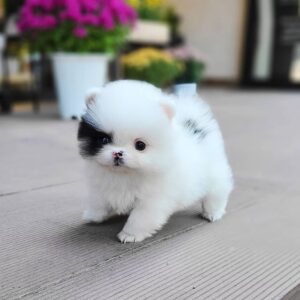 🐕‍🦺 Betty – Weiblicher Pomeranianwelpe