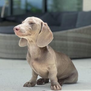 🐶 Blue – Männlicher Dackelwelpe
