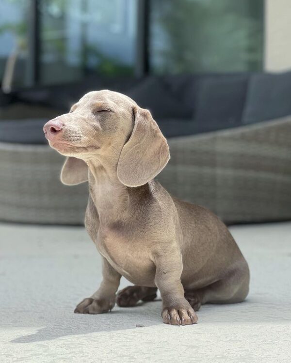 🐶 Blue – Männlicher Dackelwelpe