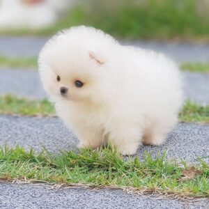 🐕‍🦺 Candy – Weiblicher Pomeranianwelpe