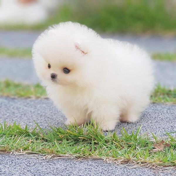🐕‍🦺 Candy – Weiblicher Pomeranianwelpe