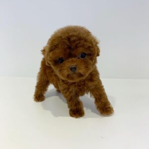 🐩 Fifi – Weiblicher Pudelwelpe