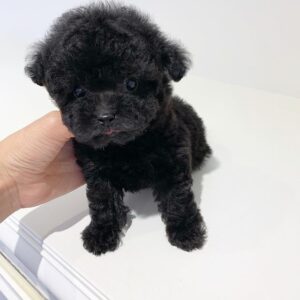 🐩 Jame – Männlicher Pudelwelpe