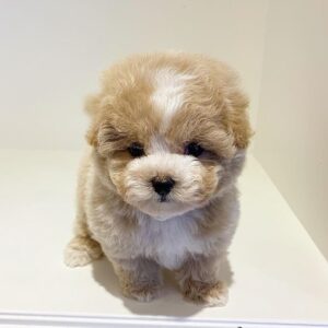 🐩 Lisa – Weiblicher Pudelwelpe