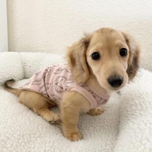 🐶 Lucy – Weiblicher Dackelwelpe