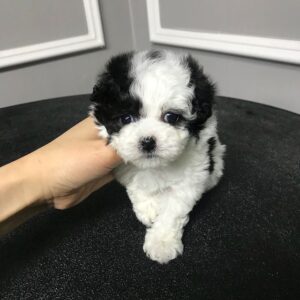🐩 Max – Männlicher Pudelwelpe