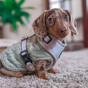🐶 Nellie – Weiblicher Dackelwelpe