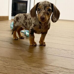 🐶 Peanut – Männlicher Dackelwelpe