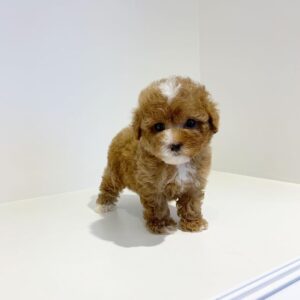🐩 Scrappy – Männlicher Pudelwelpe