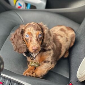 🐶 Sophie – Weiblicher Dackelwelpe