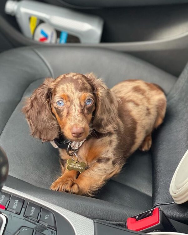 🐶 Sophie – Weiblicher Dackelwelpe