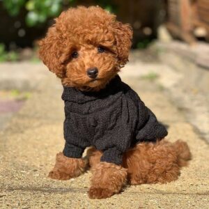 🐩 Winnie – Weiblicher Pudelwelpe