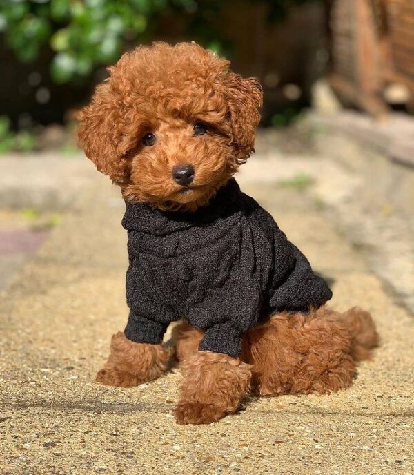 🐩 Winnie – Weiblicher Pudelwelpe