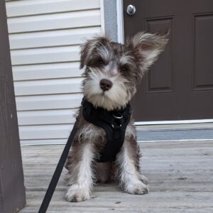 🐶 Albus – Männlicher Schnauzerwelpe