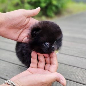 🐕‍🦺 Bijou – Männlicher Pomeranianwelpe