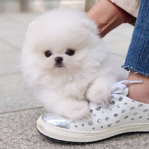🐕‍🦺 Brat – Männlicher Pomeranianwelpe