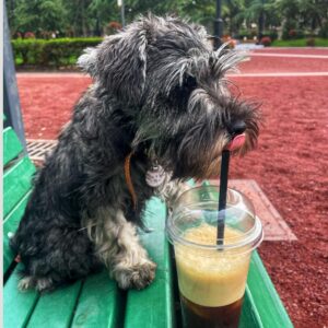 🐶 Bulka – Männlicher Schnauzerwelpe