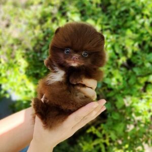 🐕‍🦺 Flix – Weiblicher Pomeranianwelpe