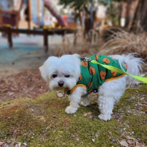 🐾 Leen – Weiblicher Malteserwelpe