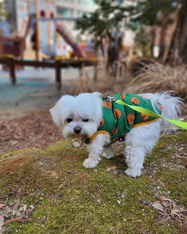 🐾 Leen – Weiblicher Malteserwelpe