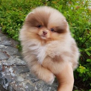 🐕‍🦺 Mik – Männlicher Pomeranianwelpe