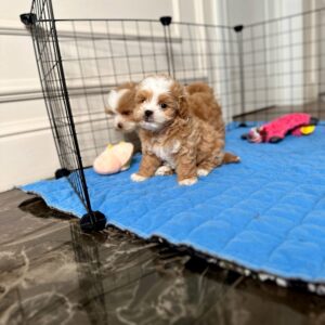 🐾 Mike – Männlicher Maltipoo-Welpe