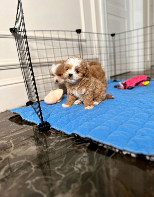 🐾 Mike – Männlicher Maltipoo-Welpe