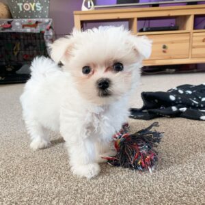 🐾 Murf – Männlicher Malteserwelpe