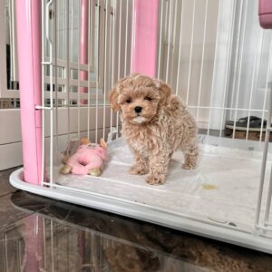 🐾 Oli – Weiblicher Maltipoo-Welpe