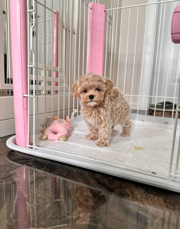 🐾 Oli – Weiblicher Maltipoo-Welpe