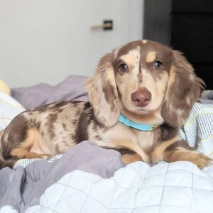 🐶 Oliver – Männlicher Dackelwelpe