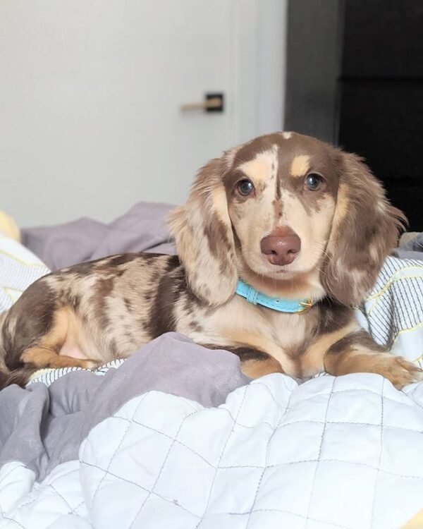 🐶 Oliver – Männlicher Dackelwelpe