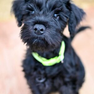 🐶 Ossie – Weiblicher Schnauzerwelpe