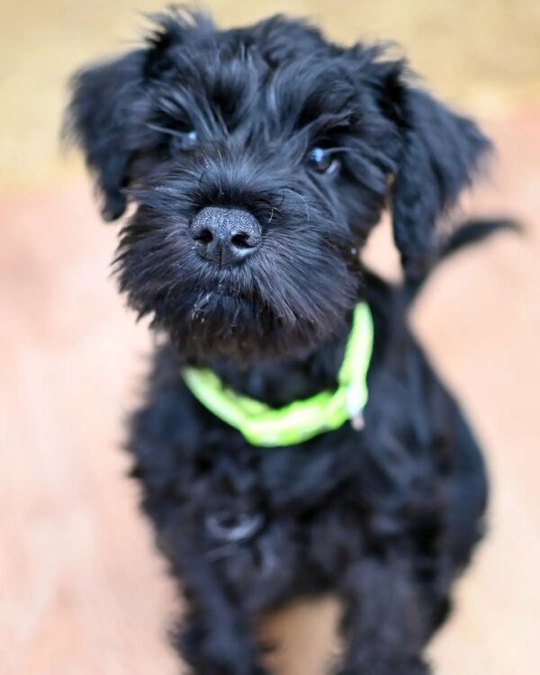 🐶 Ossie – Weiblicher Schnauzerwelpe