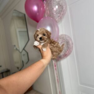 🐾 Shoni – Männlicher Maltipoo-Welpe