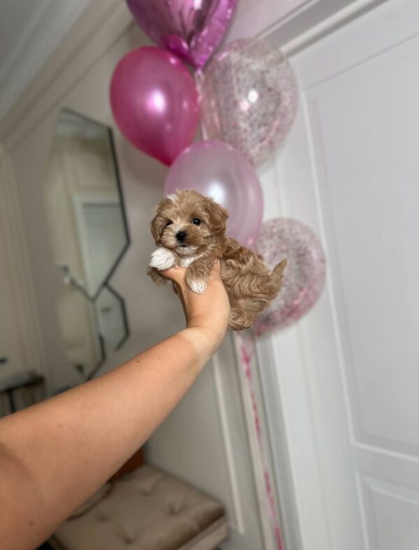 🐾 Shoni – Männlicher Maltipoo-Welpe