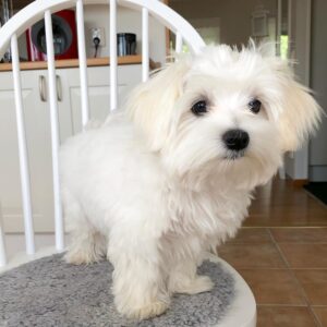 🐾 Tino – Weiblicher Malteserwelpe