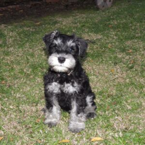 🐶 Titi – Männlicher Schnauzerwelpe