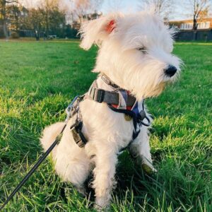 🐶 Tofu – Weiblicher Schnauzerwelpe