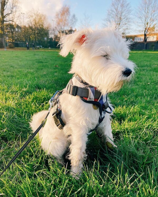 🐶 Tofu – Weiblicher Schnauzerwelpe