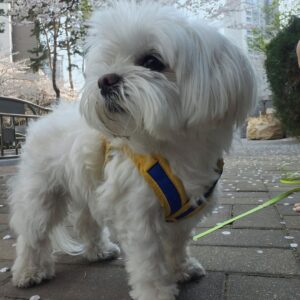 🐾 Tom – Männlicher Malteserwelpe