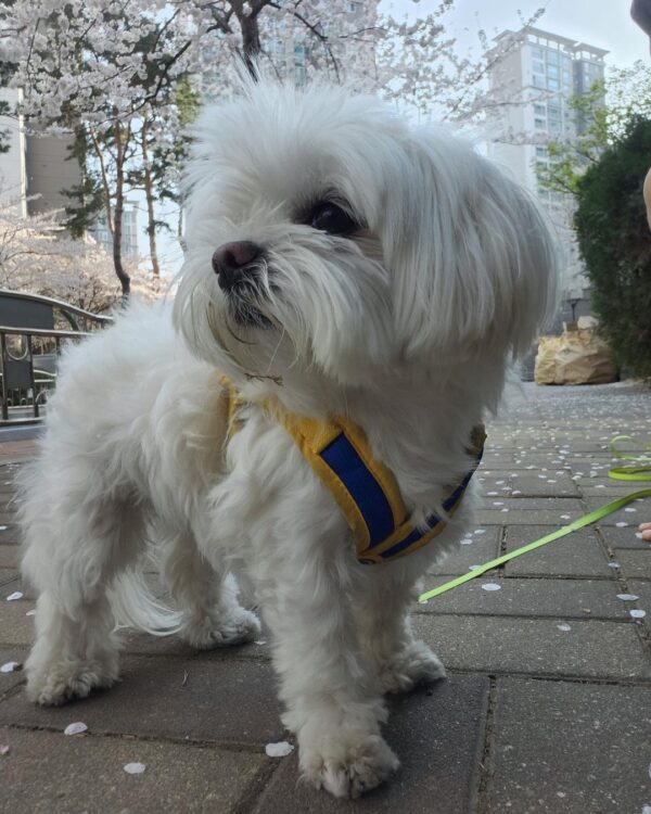 🐾 Tom – Männlicher Malteserwelpe