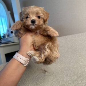 🐾 Tyra – Weiblicher Maltipoo-Welpe