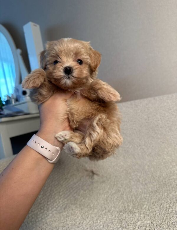 🐾 Tyra – Weiblicher Maltipoo-Welpe
